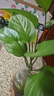 滬聯(lián)植保滬聯(lián)一噴綠含氨基酸水溶肥果樹(shù)蔬菜園林黃葉卷葉快綠葉靚葉葉面肥 1000ml*1瓶 曬單實(shí)拍圖