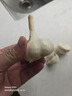 山東蒼山蒜頭 蘭陵干大蒜頭新大蒜干蒜頭 新鮮蔬菜 精選大果3斤【5cm+】 曬單實拍圖