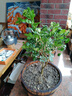 九里香盆栽茉莉花綠植室內驅蚊四季開花帶花苞七里香水培盆景植物 高約40cm精品獨干九里香6年苗（原土球） 九里香 曬單實拍圖