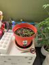 蟋蟀紫油菜種子大全春季蔬菜紫油菜種籽秋冬季四季雞毛菜孑小白菜種籽 上海青10g原裝(綠色油菜) 曬單實(shí)拍圖