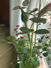 景郁春 JIRYUCUR玫瑰花苗特大花月季花苗綠植陽(yáng)臺(tái)盆栽薔薇花苗女王源頭直發(fā) 曬單實(shí)拍圖