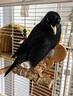 開元速學(xué)說話】八哥鳥食飼料速學(xué)說話抗拉稀型鷯哥專用亮毛肥膘營養(yǎng)糧 1袋裝【快速開口糧】 曬單實(shí)拍圖