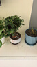 京云夢(mèng)棒棒糖梔子花盆栽綠植四季好養(yǎng)盆栽花卉盆栽30cm鳥語盆源頭直發(fā) 曬單實(shí)拍圖