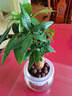 惜林園 水培綠植植物盆栽花卉 桌面室內(nèi)凈化空氣小盆栽 發(fā)財樹 帶盆發(fā)貨 曬單實拍圖