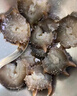 海晏堂【海鮮禮盒】大連冷凍即食海參 遼刺參 海鮮水產(chǎn)海參禮盒送禮海參 1200g（60g*20頭） 曬單實拍圖