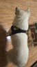 楚克奇（CHUKCHI）狗狗牽引繩胸背帶中大型犬狗鏈子寵物遛狗繩德牧馬犬金毛外出加寬 黑色 L-建議50-75斤胸圍約75-85CM 曬單實拍圖