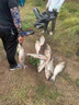 川澤鰱鳙大物夜光漂咬鉤變色魚漂青草鳊翹電子漂大吃鉛巨物湖庫浮漂 HC05【遠投巨物】吃鉛:7.2g 【不變色】日夜兩用 曬單實拍圖