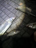 夜光棒釣魚(yú)熒光棒夜釣珠超亮浮漂電子發(fā)光棒卡座魚(yú)具用品大全魚(yú)漂 夜光棒【圓柱型3.5mm】無(wú)配件 曬單實(shí)拍圖