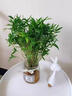 臨雅水培植物米竹盆栽辦公室內(nèi)水養(yǎng)綠植盆景好養(yǎng)活60-70cm*1源頭直發(fā) 曬單實拍圖