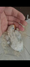 豪蚨雛鳥鸚鵡活體幼鳥手養(yǎng)鳥說話鳥半毛虎皮牡丹玄風(fēng)鳥小太陽雛鳥豪蚨 碧云天雛鳥1只 曬單實(shí)拍圖