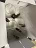 TEAHUE茶杯泡茶玻璃杯套裝涼水綠茶杯家用高硼硅耐高溫水杯子喝水杯 曬單實(shí)拍圖