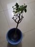 凝慧金銀花苗金銀花樹(shù)苗庭院陽(yáng)臺爬藤植物藤蔓花卉鴛鴦藤當年開(kāi)花 金銀花紅色【5年苗】 曬單實(shí)拍圖