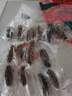 三只海豚 即食海參 大連鮮食刺參單個裝 高品質(zhì)遼刺參13-17只固形物≥60% 曬單實拍圖