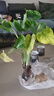 水培植物千手觀音盆栽?xún)艋諝馐覂?nèi)大葉滴水觀音龜背竹綠植吸甲醛 中號(hào)單顆3頭（40-50cm） 曬單實(shí)拍圖