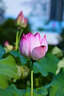 尼康（Nikon）尼康鏡頭Z卡口半畫幅系列 Z50-250mm f4.5-6.3變焦鏡頭 官方標(biāo)配 曬單實拍圖