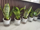 綠有意綠蘿盆栽除甲醛室內(nèi)好養(yǎng)花卉植物綠蘿批發(fā)辦公室新房裝修凈化空氣 180綠加侖吸水綠蘿12盆+壺+30肥 帶盆帶土發(fā)貨 曬單實(shí)拍圖