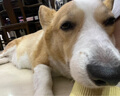 冠能狗糧成犬7歲以上老年犬狗糧10kg 全價(jià)狗糧 賦聰配方 改善認(rèn)知障礙 曬單實(shí)拍圖