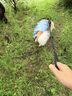 華元寵具（hoopet）狗狗雨衣全包四腳裝防水金毛中大型犬衣服大狗防水衣夏天寵物雨衣 【高顏值】藍銀撞色-可拆尾巴套 5XL建議40-50斤 曬單實拍圖