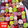 多肉植物盆栽綠植花卉室內(nèi)玉露錢串紅寶石書桌擺件玫瑰 10顆多肉隨機不重復 圖片文字有說明 曬單實拍圖