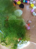 仟蕓  黃金螺超大鮑魚螺觀賞螺蘋果螺螺淡水清潔水蝸牛清理魚缸 蘋果螺0.5cm/25只送5只 曬單實(shí)拍圖