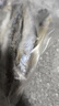 賣魚七郎 加拿大冷凍大號全籽多春魚2斤(約36-48條）99%滿籽燒烤食材生鮮 曬單實拍圖