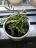 幼兒園植物小盆栽含羞草盆栽室內(nèi)趣味花卉四季害羞草陽臺植物學(xué)校 10cm左右含羞草X2【原土原盆】+肥料 含盆 曬單實(shí)拍圖