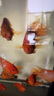 德瑞水族 魚飼料血鸚鵡增紅增艷專用魚糧魚食發(fā)財魚金魚錦鯉飼料1200g 曬單實拍圖