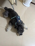 拉夫威爾ruffwear嗨輕狗狗胸背帶狗背帶中小型犬雪納瑞背帶式狗狗牽引繩 玄武巖灰 XS 曬單實(shí)拍圖