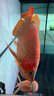 boxtech魚缸燈led燈龍魚燈水族箱專用照明燈增艷增色燈金魚燈水草防水燈 T8系列-40W增艷燈172cm燈管 曬單實(shí)拍圖