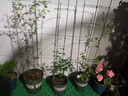 花翁風(fēng)車(chē)茉莉盆栽大苗垂絲爬藤花卉綠植源頭直發(fā) 黃色70-80cm多分支 曬單實(shí)拍圖