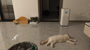 憨憨樂園貓抓板貓窩一體耐磨不屑貓爪窩立式雙層瓦楞紙貓窩四季通用窩沙發(fā) 曬單實(shí)拍圖