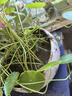 開花銅錢草水培植物辦公室桌面盆栽金錢草 銅錢草：混色【三個周期開花】 60-80根芽（按根芽計算-看清楚詳情圖下單哦） 曬單實拍圖
