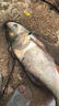 致尊坊鰱鳙小藥酸臭草莓誘魚劑野釣黑坑花白鰱專用浮釣魚餌料開口添加劑 決戰(zhàn)鰱鳙酸臭味【2瓶】 曬單實拍圖
