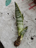 虎皮蘭植物吸甲醛大盆栽臥室植物夜間放氧辦公室陽(yáng)臺花卉耐旱好養 （1顆）基地盆1盆 高約20-30cm 曬單實(shí)拍圖