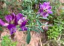 紫花苜蓿草種籽多年生牧草種子四季養(yǎng)殖喂羊牛雞鴨鵝草魚牧草種籽 進(jìn)口【特高產(chǎn)型】紫花苜蓿凈種子【5斤裝】-種一畝地 曬單實(shí)拍圖
