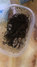 陸生寄居蟹入門寵物蟹新手活物蟹紫陸灰白深紫觀賞蟹懶人寵物批發(fā) 【lia+紅灰+虎紋】4-6cm3只 曬單實(shí)拍圖