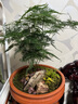 花行榜文竹盆栽花卉盆景植物水培好養(yǎng)綠植四季大文竹（原土球）源頭直發(fā) 曬單實(shí)拍圖