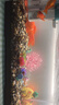 天然火山石溪流石魚(yú)缸裝飾套餐天然水族造景底砂鋪底專(zhuān)用成品 精洗精篩【50-70缸】5斤火山石+10斤溪流石 曬單實(shí)拍圖