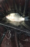 神聚釣魚(yú)小藥釣魚(yú)春夏秋冬季黑坑野釣鯽魚(yú)鯉魚(yú)草魚(yú)青魚(yú)猾魚(yú)小藥魚(yú)餌料 大麥紅薯膏【30ml】 曬單實(shí)拍圖