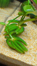 米家智能桌面魚缸小米生態(tài)魚缸+畫法增氧泵套裝 曬單實(shí)拍圖