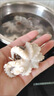 新鮮速凍八爪魚(yú)迷你小章魚(yú)鮮活冷凍去內臟短腿章魚(yú)足小八爪 400g/包【15-17只】小八爪*3包 曬單實(shí)拍圖