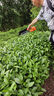 派朗格大動(dòng)力采茶機(jī)電動(dòng)茶葉采摘機(jī)茶園修枝剪擦也收割機(jī)單人小型采茶機(jī) 1-6檔采茶+10小時(shí)續(xù)航鋰電池套餐 曬單實(shí)拍圖