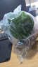 魚(yú)缸水草植物真草造景套餐蜈蚣陰性增氧趴地矮珍珠活懶人水榕沉木 大葉榕（雙頭沉木） 曬單實(shí)拍圖