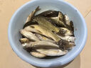 漁家傲小物釣餌料免開(kāi)免拌釣魚(yú)餌牙膏鳑鲏馬口白條石斑魚(yú)專(zhuān)用溪流餌 小物釣餌料【腥】1管 新型免拌成品釣溪哥抗急流濃腥味 曬單實(shí)拍圖