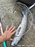 中逵小師達輕量大物竿7.2米鰱鳙釣魚(yú)竿手竿5H碳纖維超輕硬黑坑臺釣竿 7.2m 【超凡手感 極輕大物竿】5H 曬單實(shí)拍圖