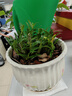 米之緣正宗霍山米斛苗石斛苗三年苗一叢十幾頭超鐵皮石斛鮮條做楓斗矮胖多肉綠植花卉蘭花盆栽 曬單實(shí)拍圖