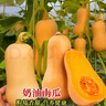 奶油南瓜種子香甜粉糯面農(nóng)家庭院菜園春夏易種植耐熱瓜果蔬菜種子 奶油南瓜種子【1袋】約20粒 曬單實(shí)拍圖
