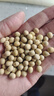 素食趣新貨熟黃豆低溫烘焙炒熟東北大粒原味黃豆家用商用打豆漿磨粉專(zhuān)用 熟黃豆(400g*10袋) 曬單實(shí)拍圖