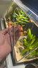 智宙水草剪刀彎剪加長(cháng)不銹鋼水草鑷子彎鑷魚(yú)缸造景水草清潔種植工具 水草彎剪+水草彎鑷【約27cm】 曬單實(shí)拍圖