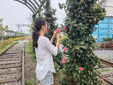 美式高腰顯瘦闊腿牛仔短褲女夏季爆款設(shè)計(jì)感毛邊貼皮a字直筒熱褲 淺藍(lán)色 MY-5197】【 M 曬單實(shí)拍圖